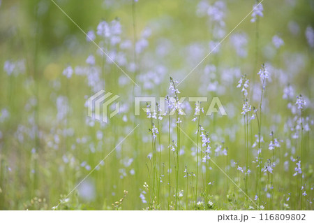 春の野に咲くマツバウンラン 116809802