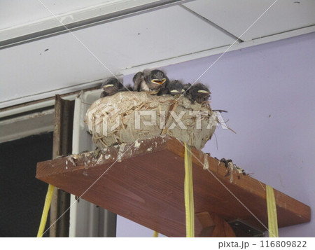 燕の子 独り立ちする 日もう直ぐだ 116809822