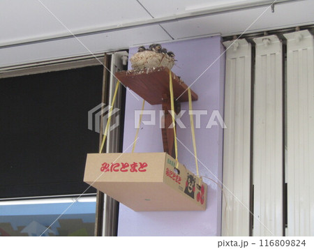 燕の子 独り立ちする 日もう直ぐだ 116809824