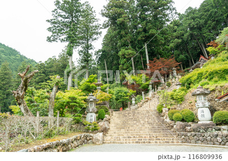 岐阜県揖斐川町　新緑の谷汲山華厳寺の満願灯籠のある階段 116809936