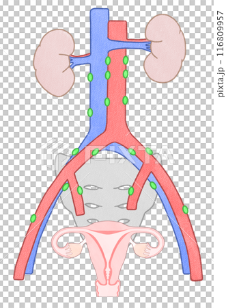 骨盆腔淋巴結和主動脈旁淋巴結圖解 - 易於理解的人體解剖圖 116809957