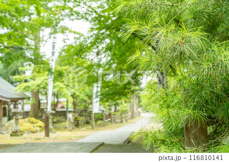 岐阜県揖斐川町 新緑の谷汲山華厳寺灯籠の立ち並ぶ参道にあるマキの木 岐阜県揖斐川町 新緑の谷汲山華厳寺灯籠の立ち並ぶ参道にあるマキの木 116810141