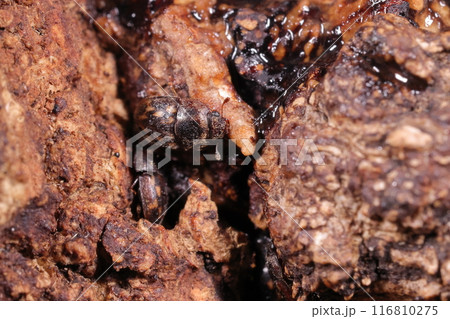 生き物 昆虫 キボシコオニケシキスイ、やや平たい楕円形の体。樹皮の隙間や窪みに隠れやすい形 生き物 昆虫 キボシコオニケシキスイ、やや平たい楕円形の体。樹皮の隙間や窪みに隠れやすい形 116810275