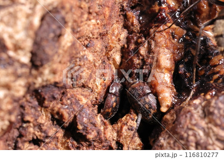 生き物 昆虫 キボシコオニケシキスイ、七月の雑木林。色々な虫がクヌギ食堂に集まります 生き物 昆虫 キボシコオニケシキスイ、七月の雑木林。色々な虫がクヌギ食堂に集まります 116810277