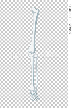 Leg bones 116810412