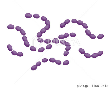 ミュータンス菌 ミュータンス菌 116810418