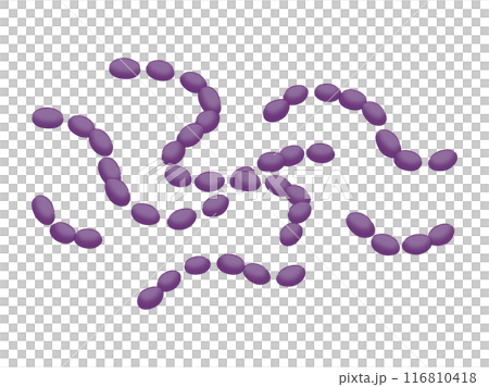 ミュータンス菌 ミュータンス菌 116810418