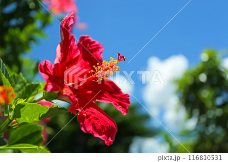 沖縄の青い空と赤いハイビスカス 116810531