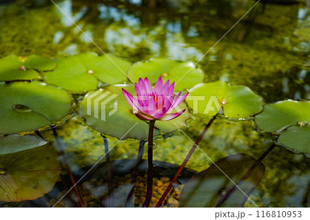 水面に映るピンク色の睡蓮 116810953