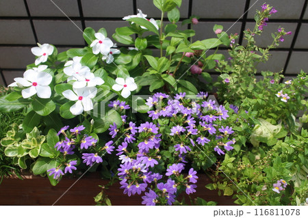 玄関前の夏の花寄せ植え 玄関前の夏の花寄せ植え 116811078
