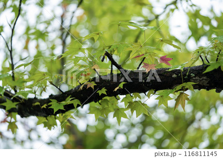 楓の紅葉 116811145