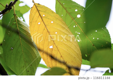 桜の葉の紅葉 116811188
