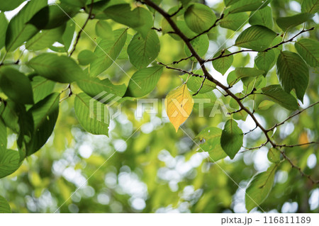 桜の葉の紅葉 桜の葉の紅葉 116811189