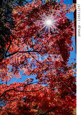紅葉の間から差し込む太陽の光 紅葉の間から差し込む太陽の光 116811247