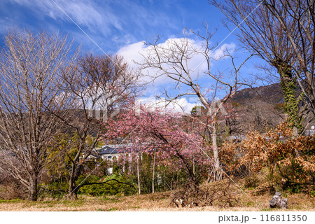 早咲き桜と山波の風景 116811350