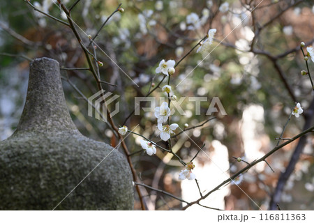 延喜式内社十三社松田寒田神社境内の桜と石燈篭 延喜式内社十三社松田寒田神社境内の桜と石燈篭 116811363