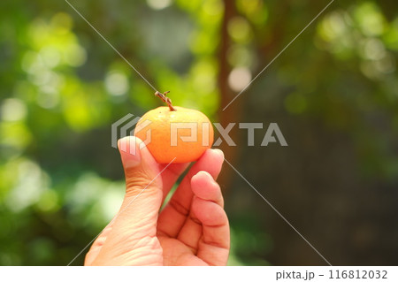Orange fruit in hand on blurred green background. Close-up. Orange fruit in hand on blurred green background. Close-up. 116812032