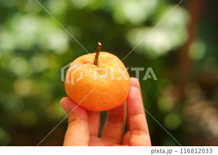 Orange fruit in hand on blurred green background. Close-up. 116812033