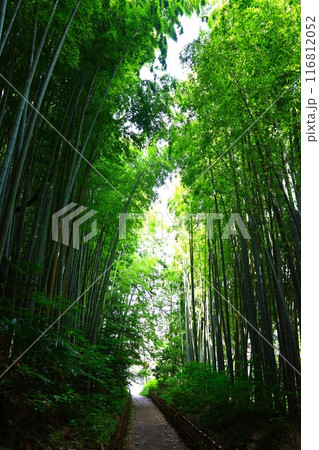 竹林の風景(佐倉市のひよどり坂) 竹林の風景(佐倉市のひよどり坂) 116812052