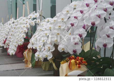 企業のお祝いで並べられた沢山の胡蝶蘭 116812311