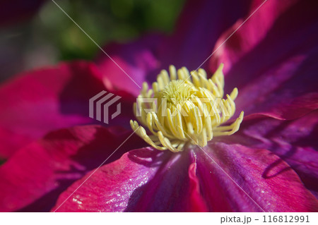 クレマチス「さぬき王妃」の蕊、イソギンチャクみたい。花言葉は「精神の美」「旅人の喜び」「甘い束縛」。 クレマチス「さぬき王妃」の蕊、イソギンチャクみたい。花言葉は「精神の美」「旅人の喜び」「甘い束縛」。 116812991