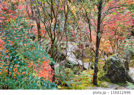 大原 宝泉院 秋の紅葉が美しい宝楽園(京都市左京区) 大原 宝泉院 秋の紅葉が美しい宝楽園(京都市左京区) 116812996