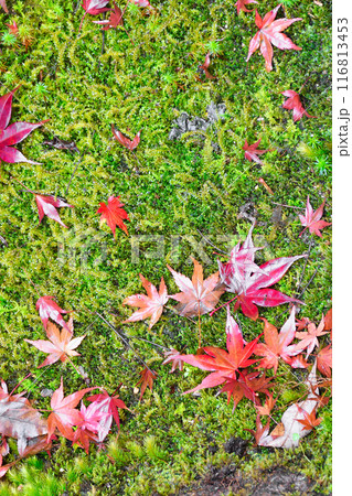 大原　宝泉院　秋の紅葉が美しい宝楽園（京都市左京区） 116813453