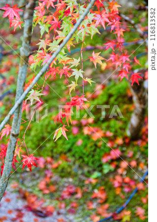 大原　宝泉院　秋の紅葉が美しい宝楽園（京都市左京区） 116813582