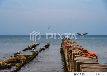 Seagulls sitting on the wooden breakwater at sunrise. Zelenogradsk. Kaliningrad region. Russia 116813739