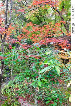 大原　宝泉院　秋の紅葉が美しい宝楽園（京都市左京区） 116813756