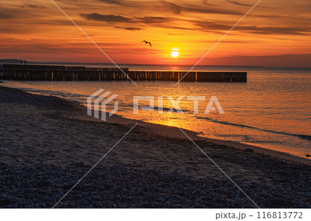 View of sand beach with wooden breakwaters on the Baltic Sea coast on sunset in Zelenogradsk. Russia 116813772