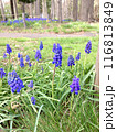 青いムスカリ 116813849