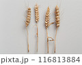 Four wheat spikelets isolated on white background. Top view . 116813884