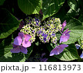 咲き始めた、ガクアジサイの花 116813973