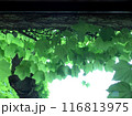 窓に這う蔦 116813975