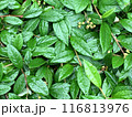 緑の葉と木の実 116813976