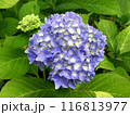 アジサイの花房 116813977