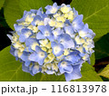 青い紫陽花 116813978