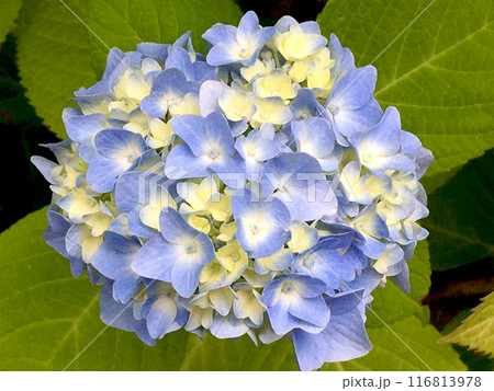 青い紫陽花 青い紫陽花 116813978