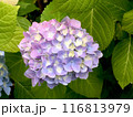 アジサイの手毬咲きの花房 116813979