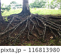 木の根 116813980
