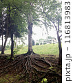 公園の樹木の大きな木の根 116813983
