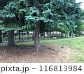 公園にある大きな木 116813984
