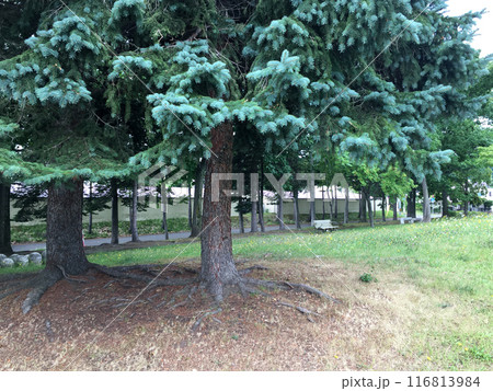公園にある大きな木 116813984