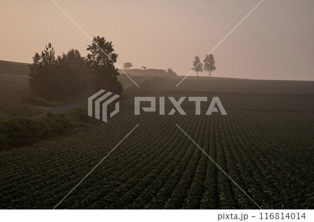 朝霧の丘と大地 朝霧の丘と大地 116814014