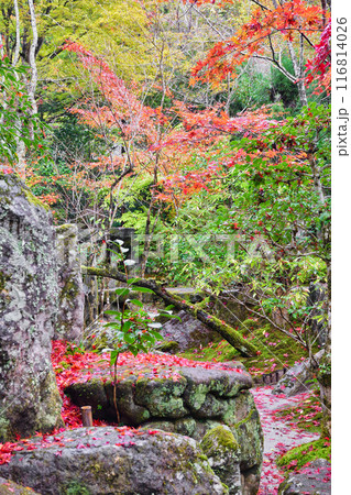 大原　宝泉院　秋の紅葉が美しい宝楽園（京都市左京区） 116814026