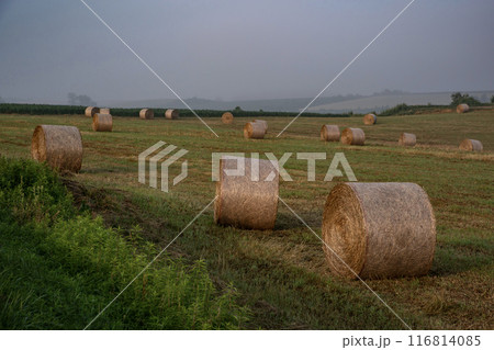 ロール畑の丘 116814085