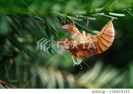 セミの抜け殻 セミの抜け殻 116814145