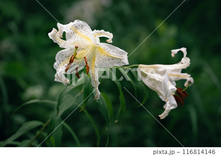 ヤマユリ 116814146