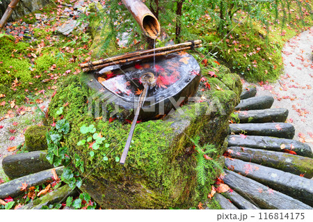 大原 宝泉院 秋の紅葉が美しい宝楽園(京都市左京区) 大原 宝泉院 秋の紅葉が美しい宝楽園(京都市左京区) 116814175